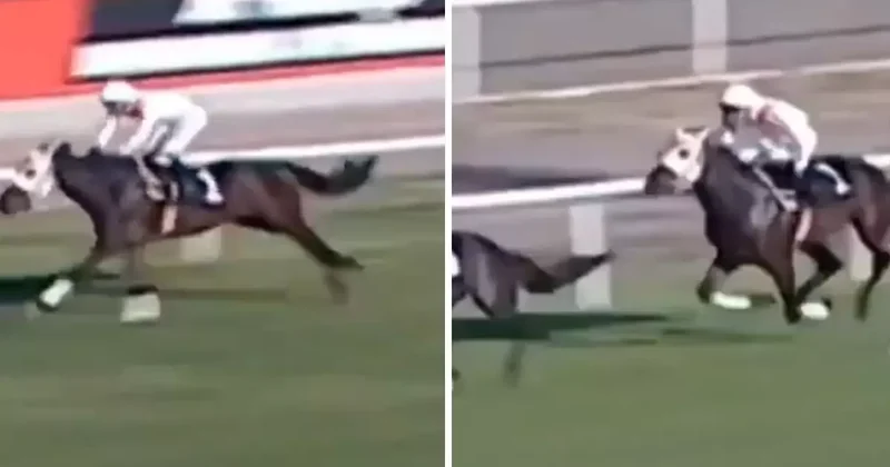 Yarış görüntüleri ortaya çıktı! Kavurması yapılan atın 3 birinciliği varmış