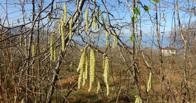 Fındıkta doğru bilinen yanlışlara karşı uyardı Fındık İhtisaslaşma Koordinatörü Ali Turan: İlaçlama ve gübreleme analize göre yapılmalı Giresun Haberleri