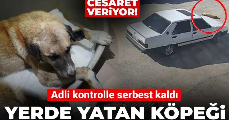 Yerde yatan köpeği aracıyla ezdi! Adli kontrolle serbest kaldı