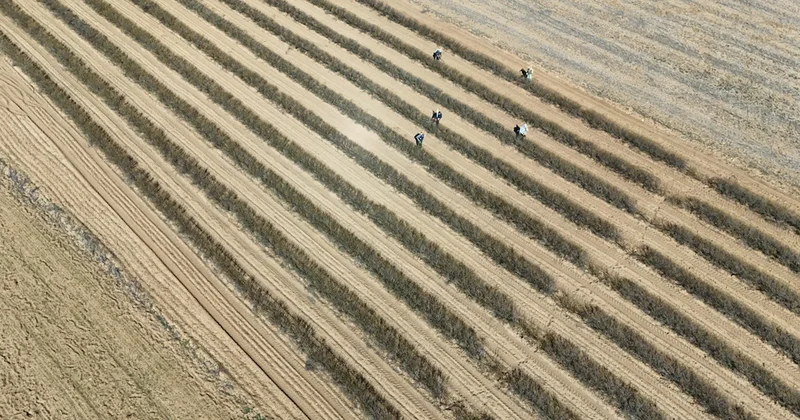 Isparta nın gül bahçelerinde hasat öncesi budama mesaisi yapılıyor Sözcü Gazetesi