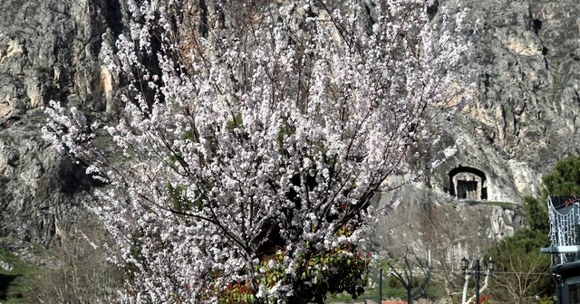 Amasya da çiçek açan ağaçlar görsel şölen oluşturdu Amasya Haberleri