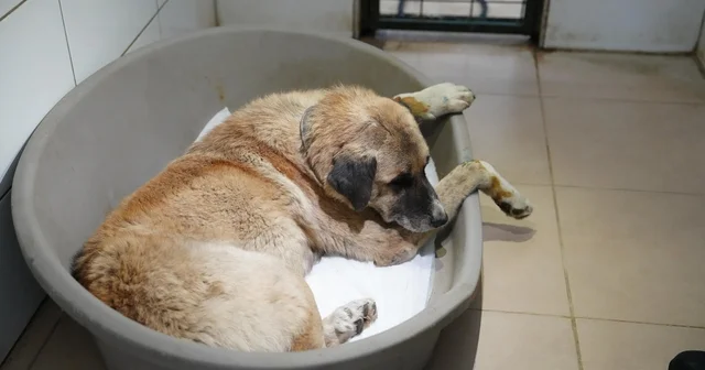 Köpeği ezen sürücü serbest bırakıldı Otomobilin ezdiği köpeğin tedavisi sürüyor Bolu Haberleri