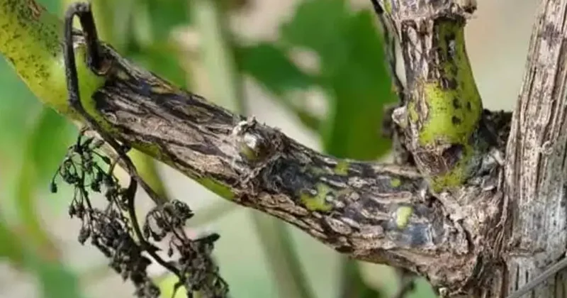 Bağcılara Ölükol uyarısı: ilk ilaçlama ne zaman yapılmalıdır?