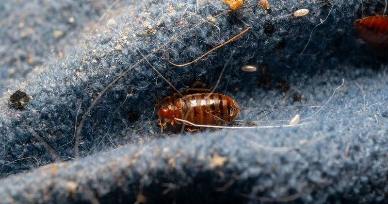 Laboratuvarda yanlışlıkla keşfedildi ama o böcekleri hayatınızdan anında çıkaracak Sözcü Gazetesi