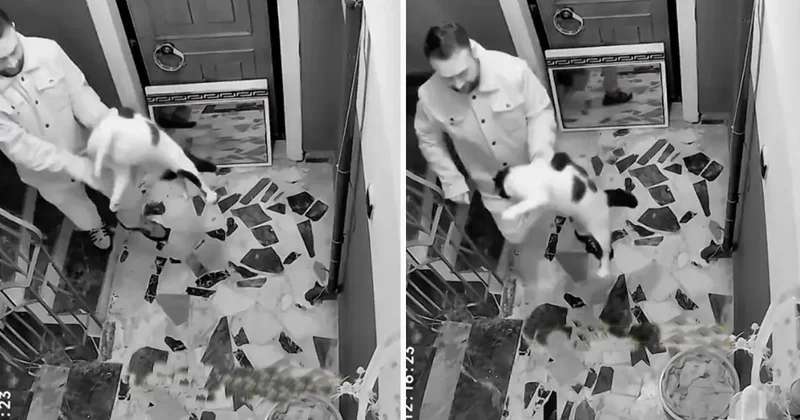 Kediyi darbedip apartmandan dışarı attı