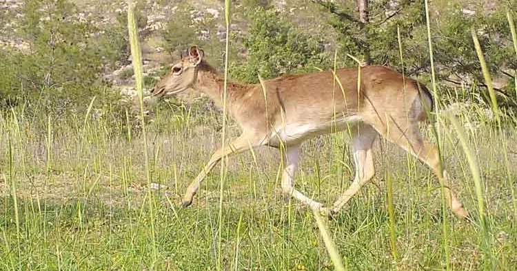 Milli Parklar’a yeni düzen