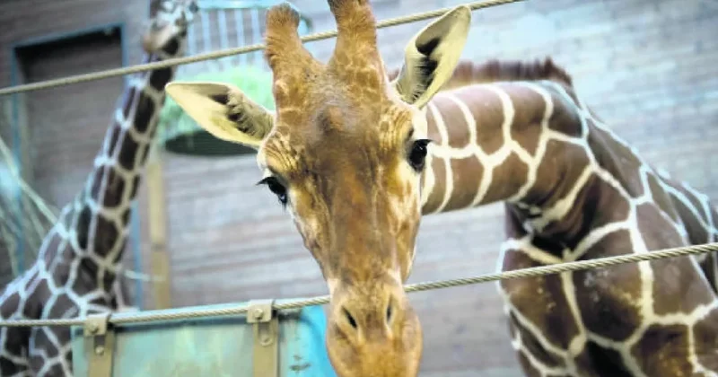 Tek bir bedende at, zürafa ve zebra dünyaya geldi Sözcü Gazetesi