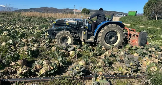 Pazarda 70 lira ama yüzbinlercesi tarlada çürüdü: Üreticiler Tarım Kredi ye çağrı yaptı Bursa Haberleri