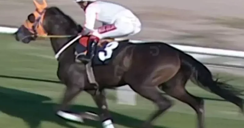 Kavurma yapılan yarış atının görüntüleri ortaya çıktı