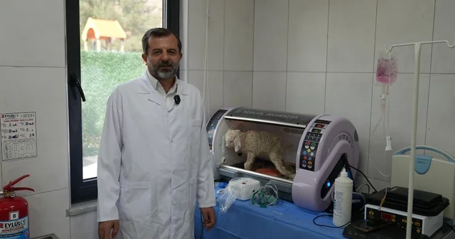 Gürsu Butik Hayvanat Bahçesi yeni sakinlerini ağırlıyor Bursa Haberleri