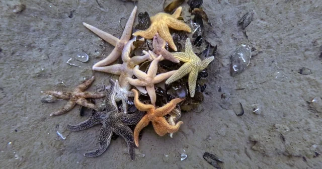 İzmit Körfezi nden 1,8 milyon metreküp çamur çıkarıldı, deniz canlıları geri döndü Kocaeli Haberleri