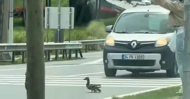 İstanbul’da yürek ısıtan anlar: Trafik durdu minik canlar geçti VİDEO İZLE