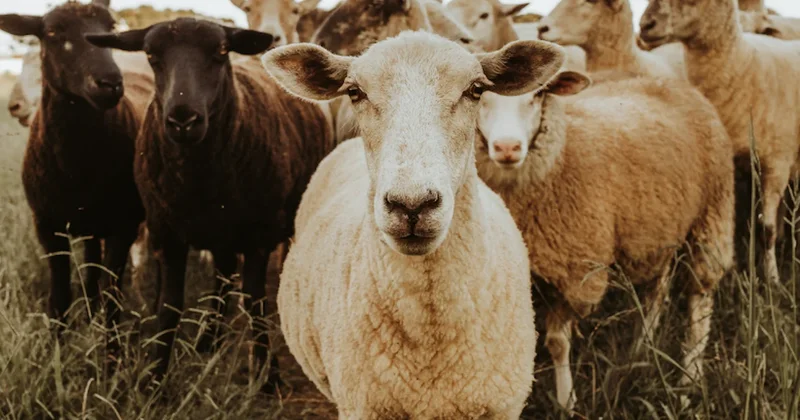 Tane fiyatı asgari ücreti geçti: Sayılı günler kala kurbanlık fiyatları açıklandı Sözcü Gazetesi