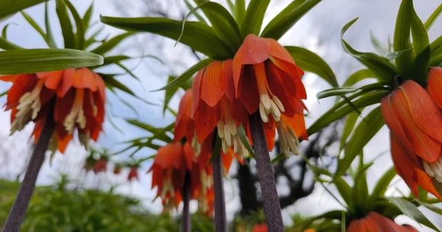 Koparmanın 700 bin lira cezasının olduğu ters lale için Sason a ziyaretçi akını Batman Haberleri