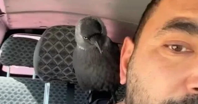 Okşayıp sevdiği karga peşini bırakmadı Düzce Haberleri