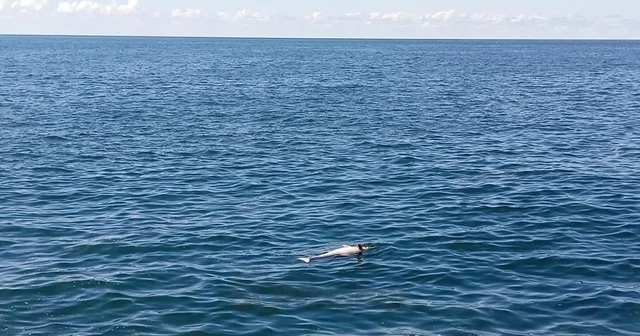 Karadeniz Ereğli de sahilde ölü yunus bulundu Zonguldak Haberleri