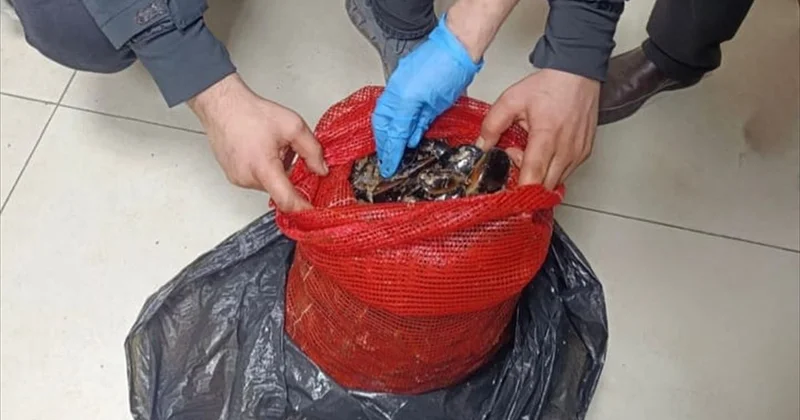Halk sağlığını hiçe saydılar: 10 ton kaçak midye ele geçirildi