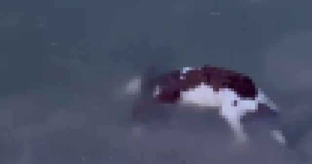 Baraj taştı, sular köye ulaştı, suya düşen buzağı kurtarılamadı Sivas Haberleri