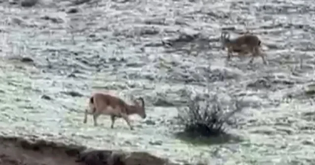 Hakkari yolunda dağ keçileri böyle görüntülendi VİDEO İZLE