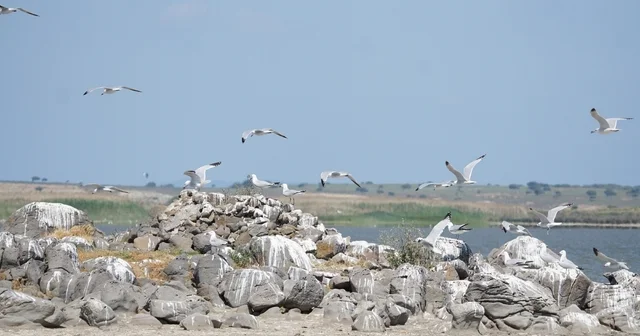 Türkiye nin en büyük adası Gökçeada da en büyük ada martısı kolonisi Prof. Dr. Aslan: Türkiye nin en büyük adasında üreyebilen, sağlıklı, ada martısının en büyük popülasyonu yaşıyor Çanakkale Haberleri