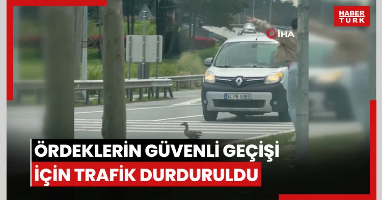 Ördeklerin güvenli geçişi için trafik durduruldu