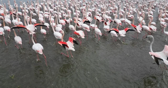 Eber Gölü nde görsel şölen: Flamingolar renkli görüntüler oluşturdu Afyonkarahisar Haberleri