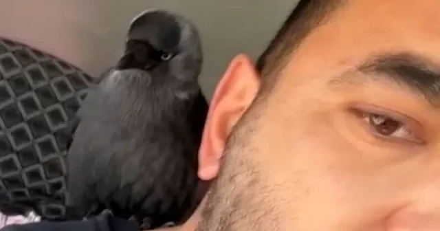 Düzce’de şaşırtan dostluk: Hareket halindeki otomobile konan karga sürücünün omzuna kadar geldi VİDEO İZLE