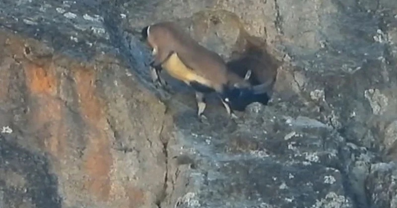 Dağ Keçisi Mağaraya Girdi