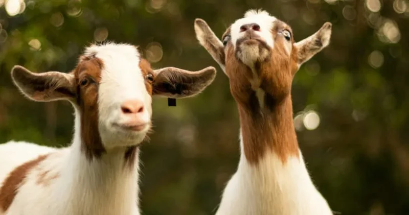 Tek bir damla bile tatlı su kaynağı yoktu! 250 yıl yaşadılar