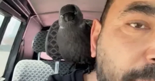 Karga önce sileceğe, sonra sürücünün omzuna kondu Sileceğe konan karga sürücü ile kilometrelerce yolculuk yaptı Düzce Haberleri