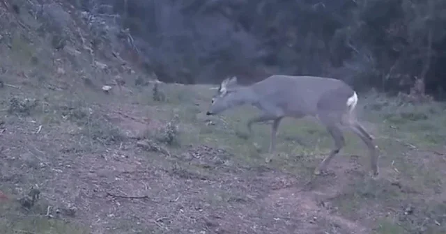 Ganos Dağı’nda doğanın sessiz misafirleri görüntülendi VİDEO İZLE