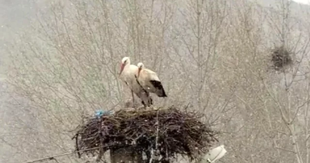 Erken göçen leyleklere kar sürprizi Sivas Haberleri