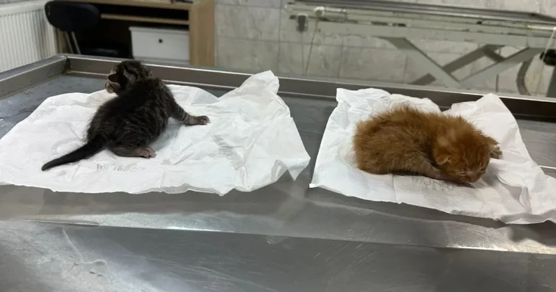 Kalbi duran kedi yavruları süt anneyle hayata döndü