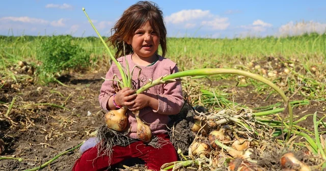 Turfanda soğanda hasat başladı, fiyatı arz talep belirleyecek Çiftçi, soğan fiyatlarını en az 15 lira bekliyor Adana Haberleri