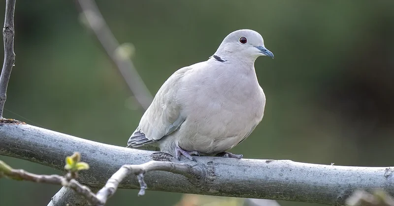 15 yıl yaşaması gerekirken 44 yıl yaşadı Sözcü Gazetesi