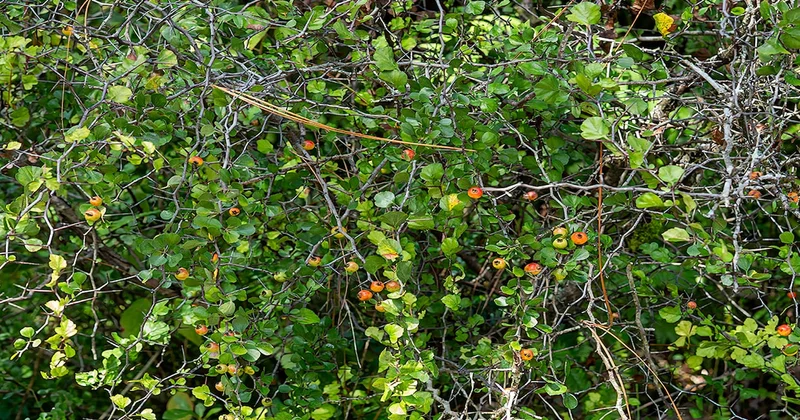 Çalıların arasında bedava yetişiyor: Toplayıp satan zengin oluyor Sözcü Gazetesi