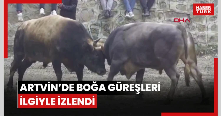 Artvin’de boğa güreşleri ilgiyle izlendi