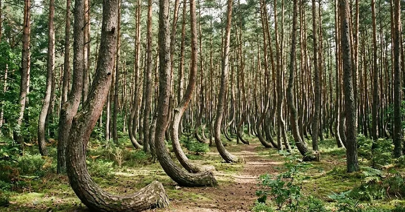 Gövdesi yerden 90 derece dönen ağaçlarla dolu imkansız orman Sözcü Gazetesi
