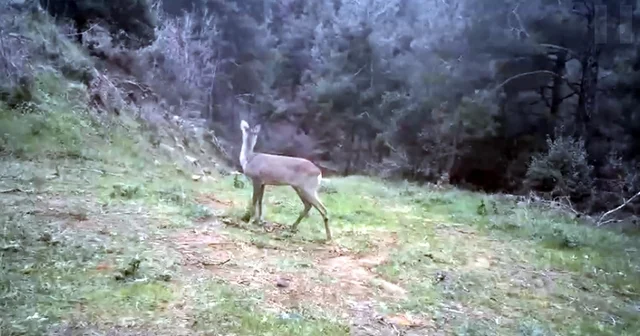 Ganos Dağı nda karaca ve domuz sürüsü görüntülendi Tekirdağ Haberleri