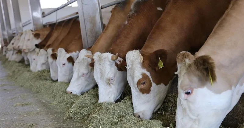 Süt piyasasında alarm: Damızlık hayvanlar altın olacak Sözcü Gazetesi