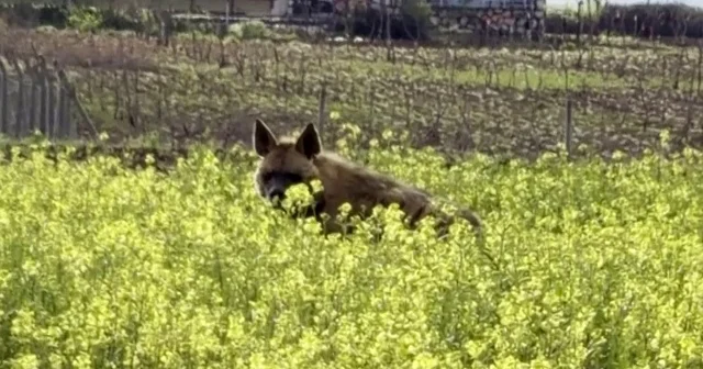 Çizgili sırtlan sarıçiçekler arasında görüntülendi Adıyaman Haberleri