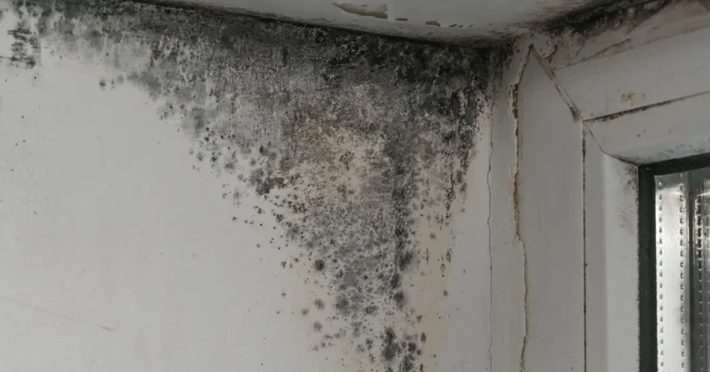 Meğer çözümü bu kadar basitmiş: Evdeki küf ve rutubete karşı en etkili formül bulundu Sözcü Gazetesi