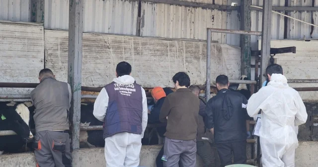 Tekirdağ da ithal damızlık hayvanlar için sıkı sağlık denetimi Tekirdağ Haberleri