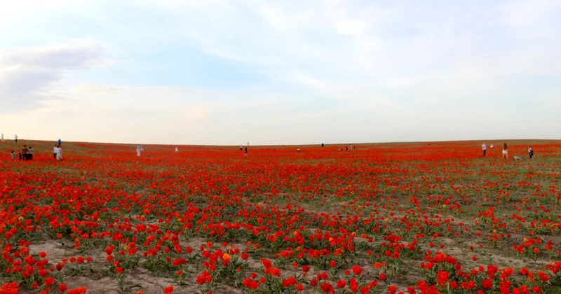 Kazakistan’da koruma altındaki bozkır laleleri doğayı kırmızıya boyadı