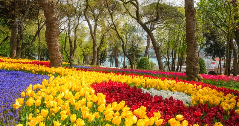 2026 İstanbul Lale Festivali Tarihleri Belli Oldu! İstanbul Lale Festivali ne zaman ve nerede yapılacak?