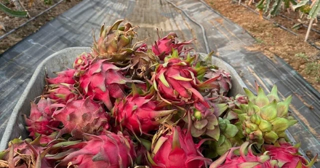 Genç mühendis adayından tropikal serada akıllı dönem İzmir Haberleri