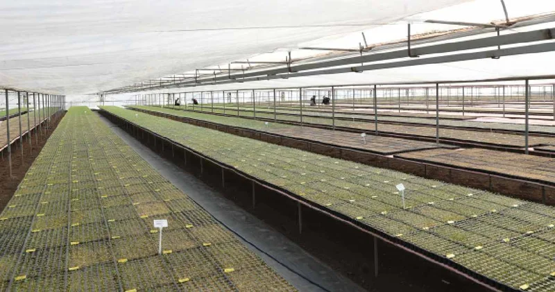 Arkadaş tavsiyesiyle 5 dönümlük serada başladı: Bölgedeki illerden gelip götürüyorlar