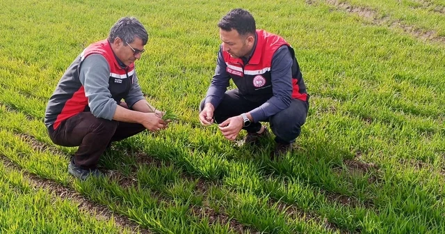 Tomarza da zirai don uyarısı sonrası saha kontrolleri devam ediyor Kayseri Haberleri