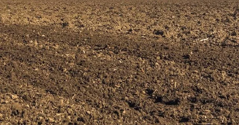 Tarlada gezerken 1000 yılık tılsımlı hazine buldu Sözcü Gazetesi