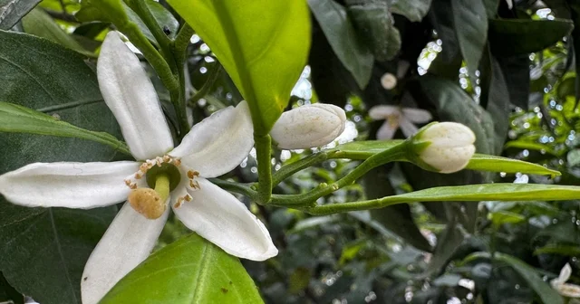 Hatay da narenciye ağaçları çiçek açtı Hatay Haberleri